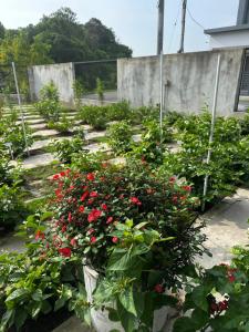 茉莉疗愈民宿 Jasmine Healing Homestay Mentakab