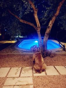 Holiday House Pulina