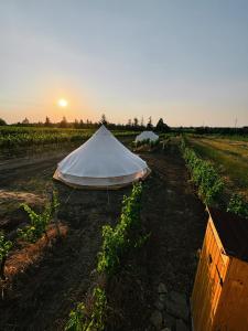 Glamp Mezi Vinicemi
