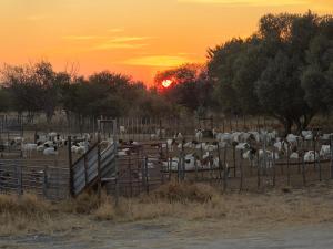 Tamboti Farm Camp Sites