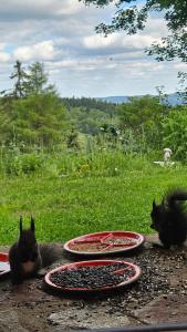 Five maple home for families and wild nature lovers