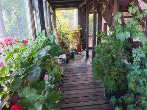 Green House Grabówek