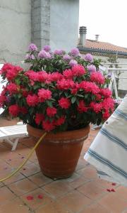 Le Ortensie img27