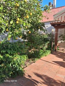 Le Ortensie img33