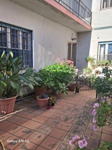 Le Ortensie img52