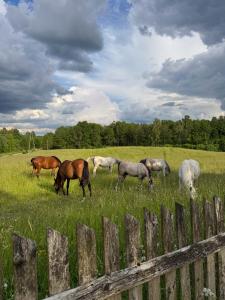 Siedlisko Agricola Mazury