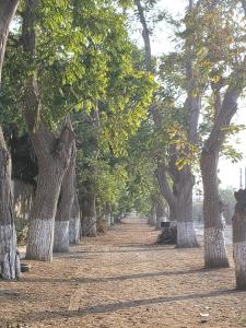 Casa La Alameda Pachacamac