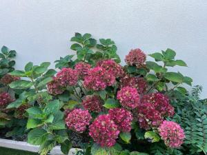 les hortensias