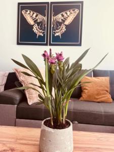 Apartament 404 Apartamenty No 1 Stare Miasto Bulwary