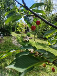 La Casuța - 500sqm garden theseaside
