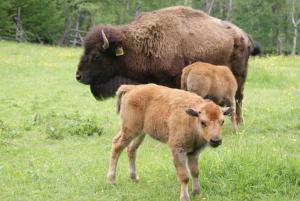 Caldisfarm Bison Lodge I Abgeschiedene Ferienwohnung im Böhmerwald