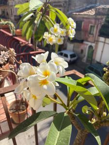 B&B Domus Candida