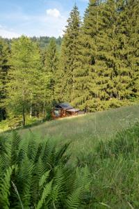 Glamping Walden