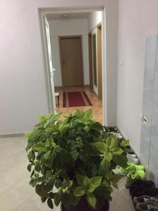 Apartmani Bidž