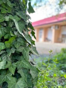 Apartmani Svetlica