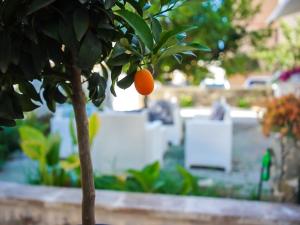Pura Vida Luxury Rooms