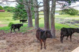 Newly Restored Waterfront Cottage with Private Dock, Fireplace, & Farm - Dogs OK