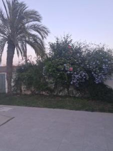 Dar sirine