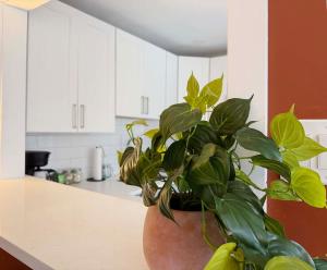 Downtown Double King Apt Walkable Everything