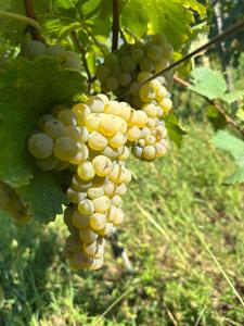 Baias Wine