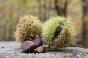 Agriturismo B&B Domo De Resteblas img39