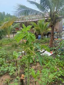 Hornbill Homestay