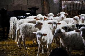 Agriturismo SaTanca img28