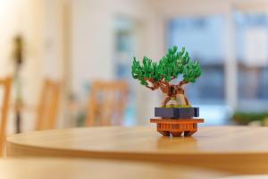 Bonsai Cafe and Stay - B&B Dormitory