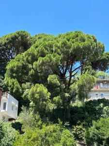 Aurea Novi apartman 1