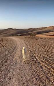 Agafay Desert Hotel