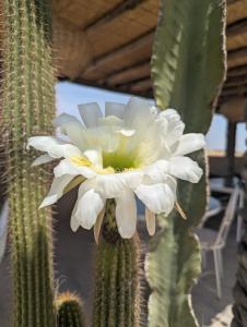 Agafay Desert Hotel