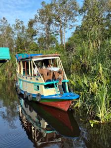 Kelotok Orangutan Tanjung Puting