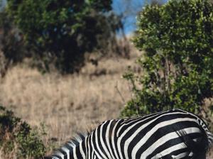 The manor maasai mara 4br villa