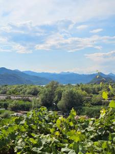 The Wine Cellar Apartment Skadar Lake