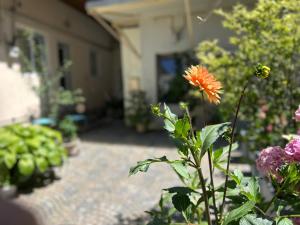 FLH - Tribunei Nest
