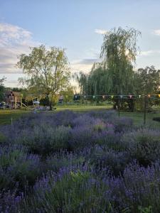 Lavander Garden