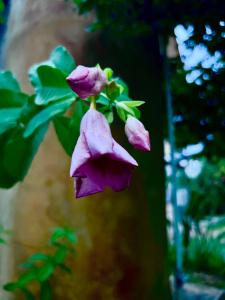บ้านสวน nature home