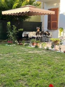 oxa home