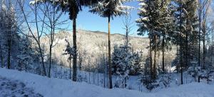 Șoaptele pădurii & Căsuța din pădure