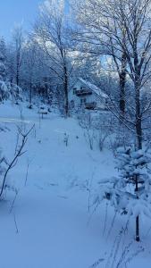 Șoaptele pădurii & Căsuța din pădure