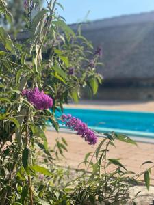 Nyuszifülház Ferienhaus im Weinberg mit Pool