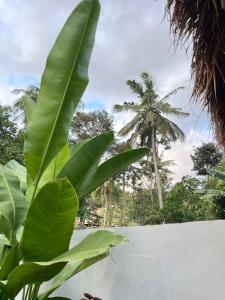 Hibiscus house Kuta Lombok 1 bedroom and kitchen