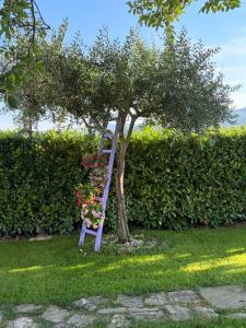 Assisi, la Noce