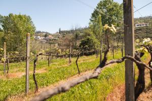 Charming House Fornos + Pool