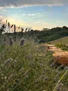 Gordia organic winery