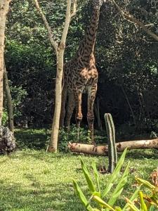 Giraffe Gallery Home