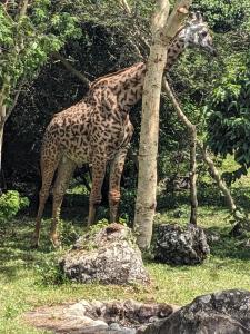 Giraffe Gallery Home