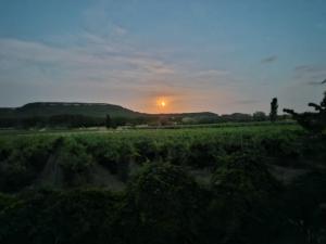 Les Lauriers Blancs