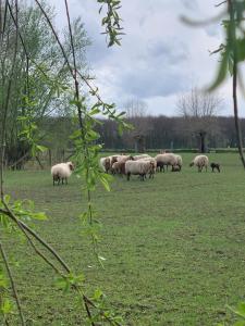 Landgoed Palingbeek Vakantiewoning