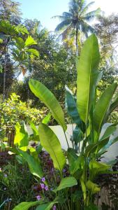 Hibiscus house Kuta Lombok 1 bed room & kitchen